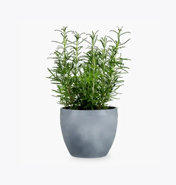 product-image-5_optimized Odio Pellentesque